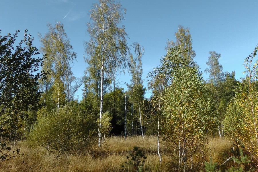 Der Birkensee 1 Birken im Hochmoor Birkensee, Schönbuch, Baden Württemberg