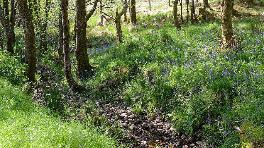 Road to the Isles - Glenfinnan und Loch Shiel 4 Bluebells auf dem Weg zum Glenfinnan Aussichtspunkt