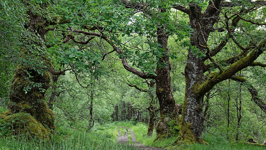 Alte Eichen im Ariundle Oakwood