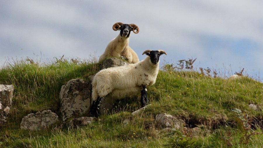 Die Highland Clearances 1 Schafe