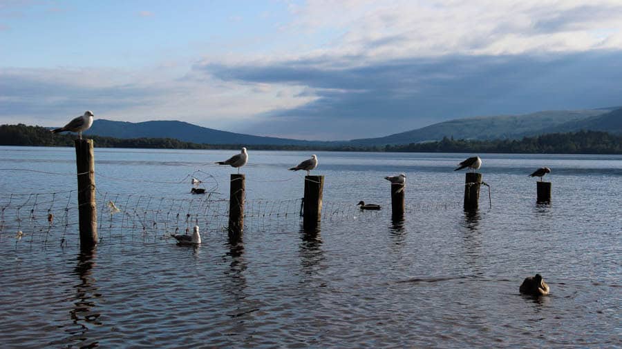 Loch Lomond Cashel Campsite