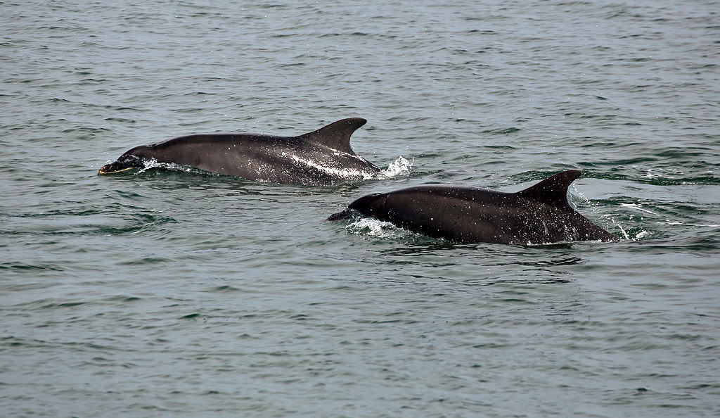 Die Top 20 Sehenswürdigkeiten in Schottland 12 Delfine Chanonry Point Black Isle