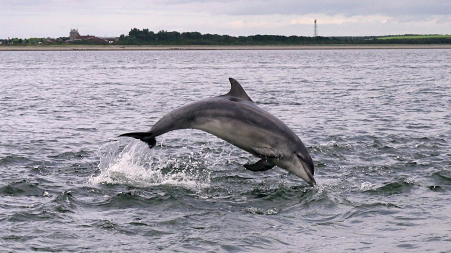 NC500 - Springender Bottlenose Delfin bei Chanonry Point